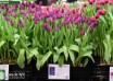 Tulipa Negrita (1)